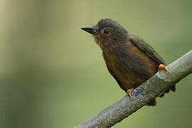 Rufous Piculet