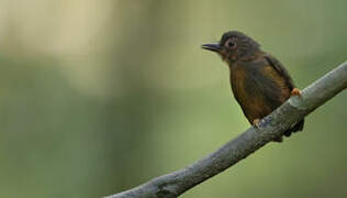 Rufous Piculet