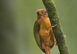 Rufous Piculet