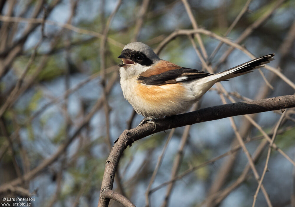 Bay-backed Shrike