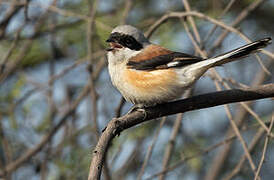 Bay-backed Shrike