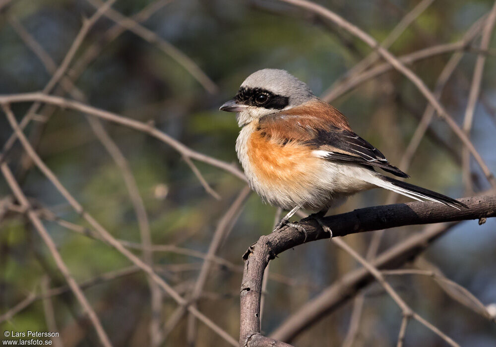 Bay-backed Shrike