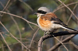 Bay-backed Shrike