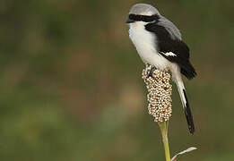 Grey-backed Fiscal