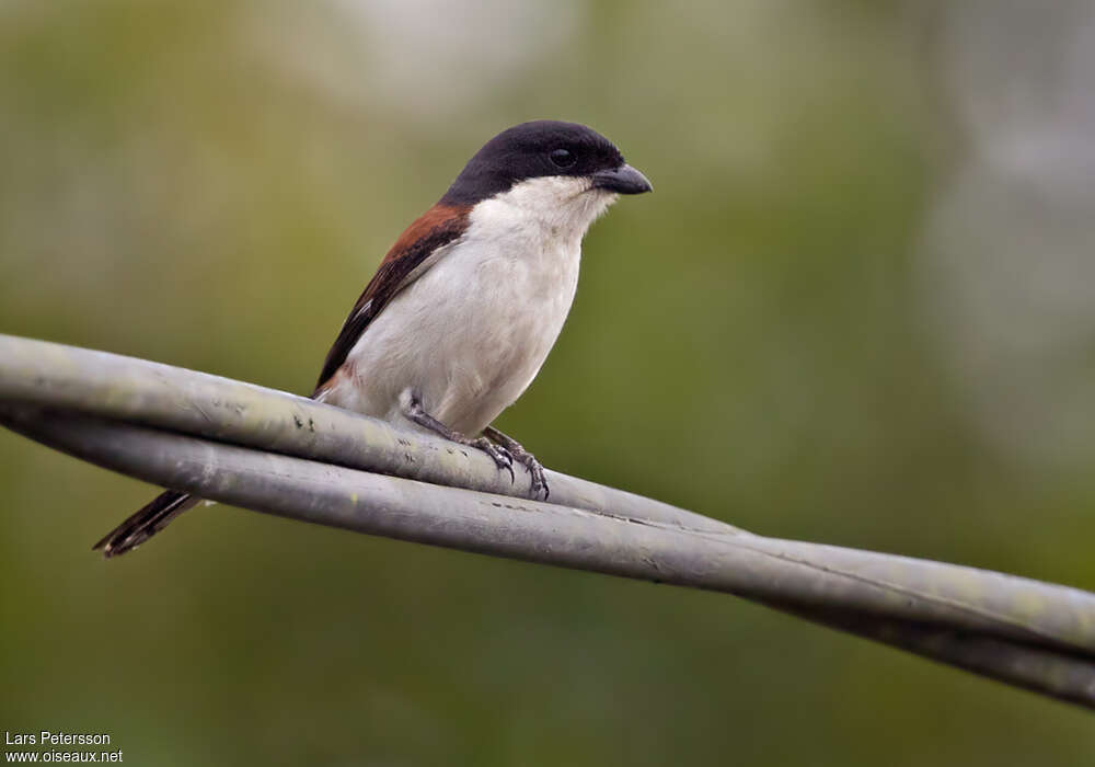 Burmese Shrikeadult