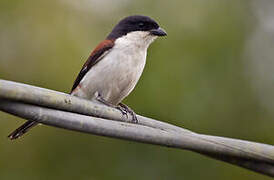 Burmese Shrike