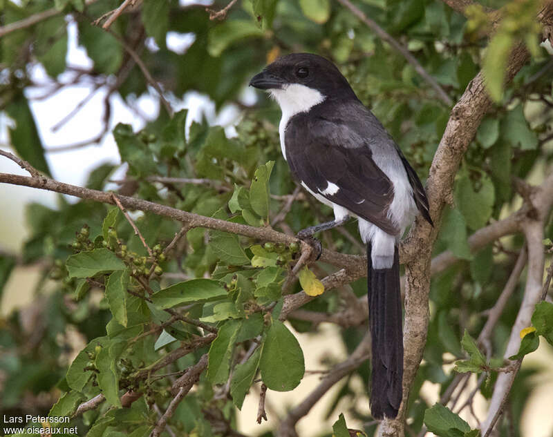 Long-tailed Fiscaladult, identification