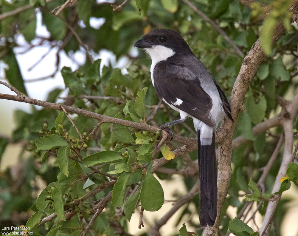 Long-tailed Fiscaladult, identification