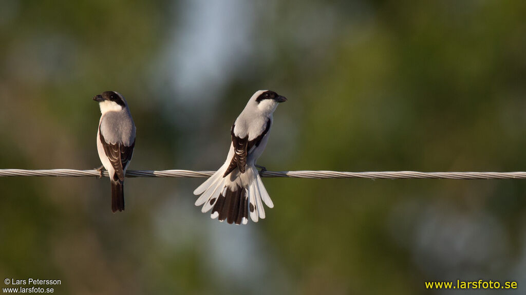 Lesser Grey Shrike