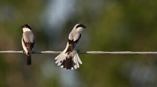 Lesser Grey Shrike