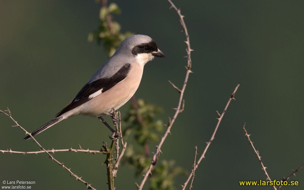 Lesser Grey Shrike