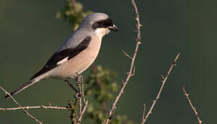 Lesser Grey Shrike