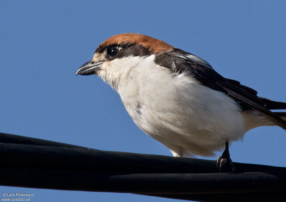 Woodchat Shrike