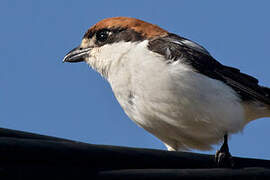 Woodchat Shrike