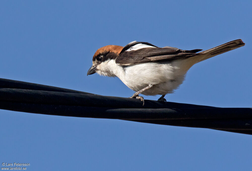 Pie-grièche à tête rousse