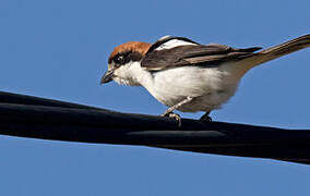 Woodchat Shrike