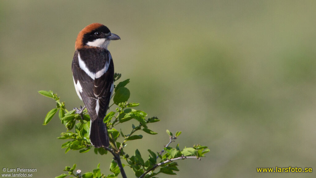 Woodchat Shrike