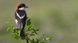 Woodchat Shrike