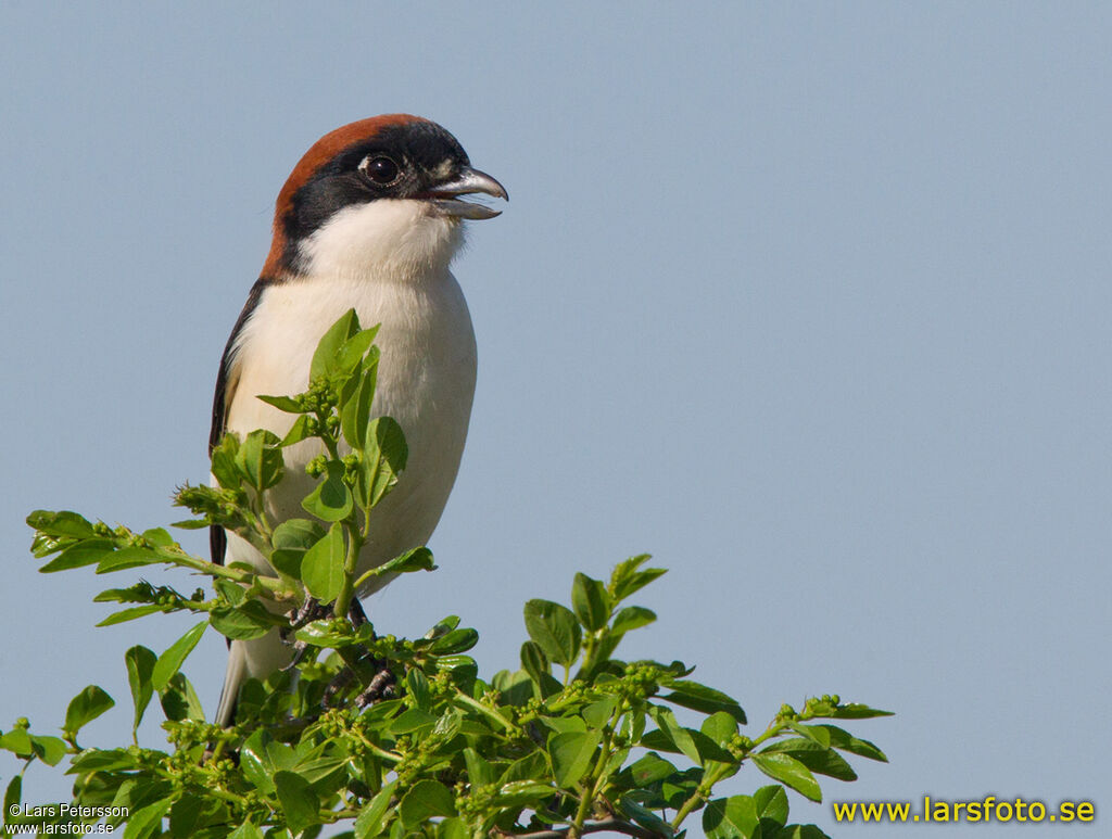 Woodchat Shrike