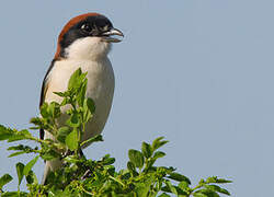 Woodchat Shrike