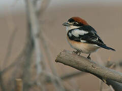 Woodchat Shrike