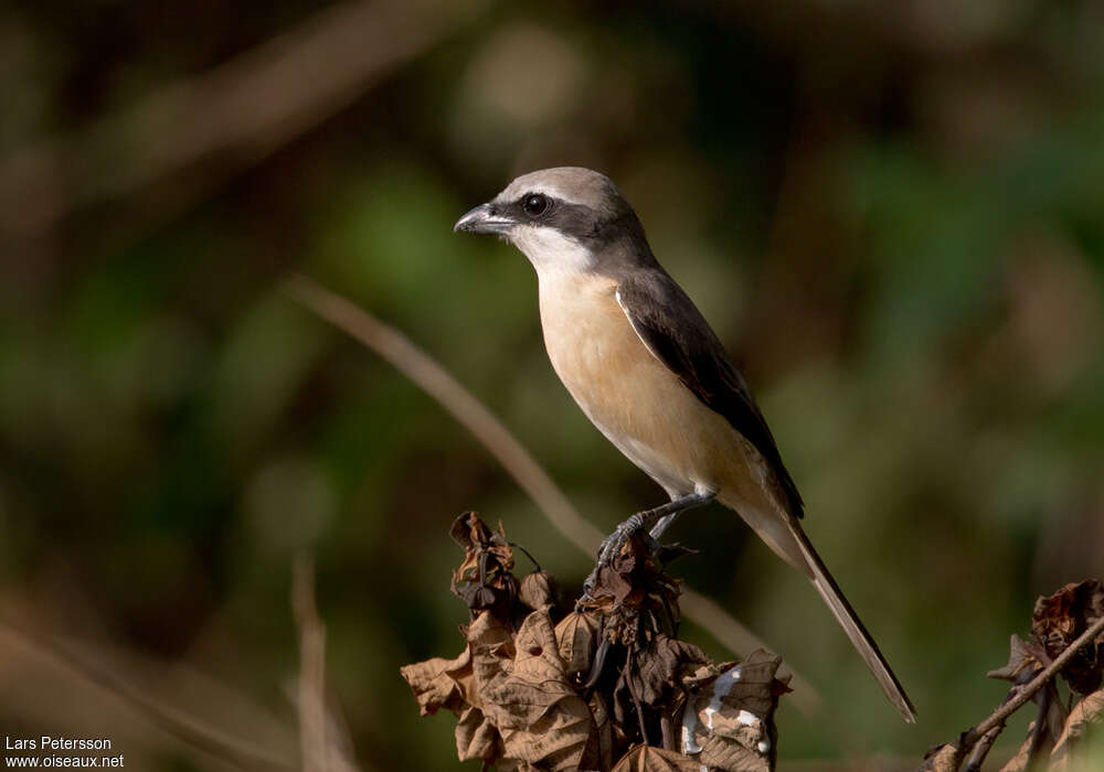 Brown Shrike male adult post breeding, pigmentation