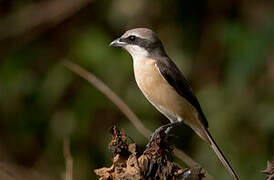 Brown Shrike