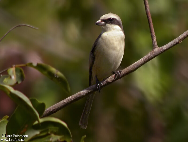 Brown Shrike