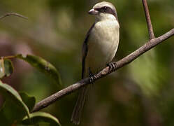 Brown Shrike