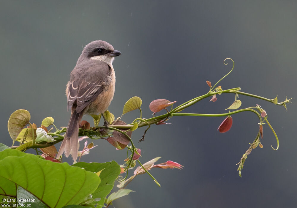 Brown Shrike