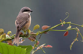 Brown Shrike