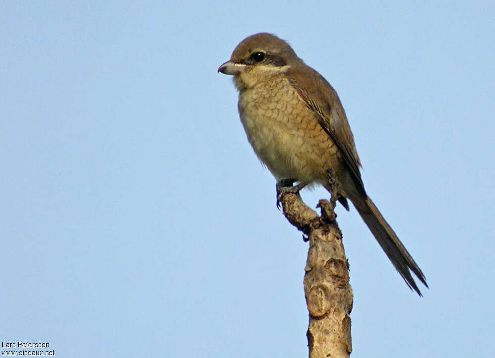 Pie-grièche bruneimmature, identification