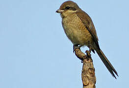 Brown Shrike