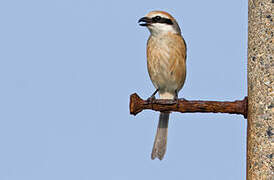 Bull-headed Shrike