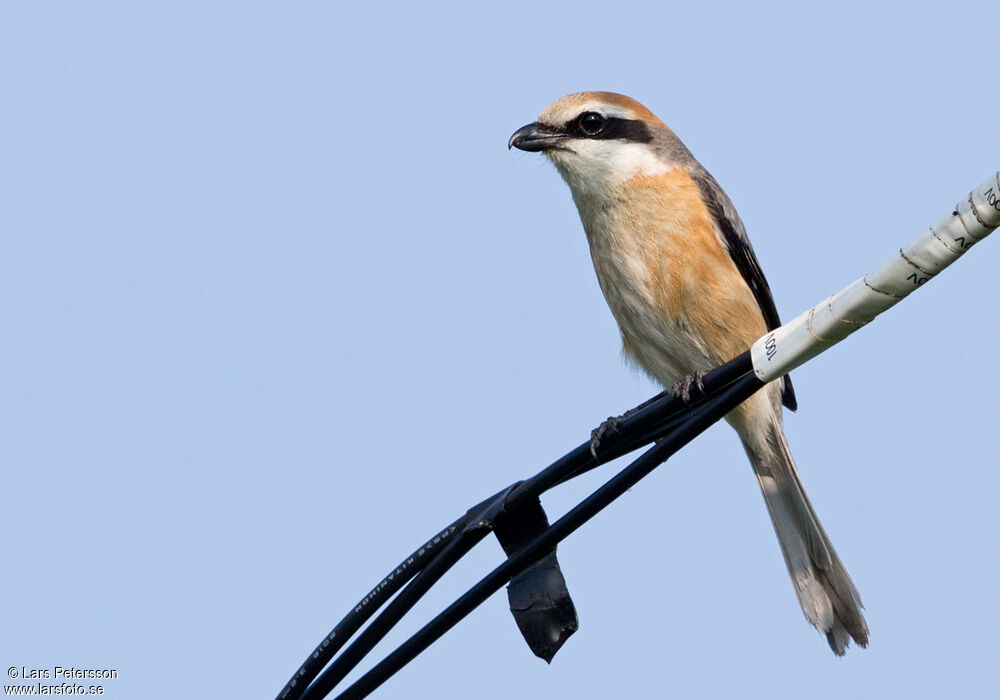 Bull-headed Shrike