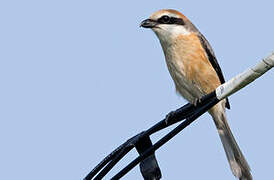 Bull-headed Shrike