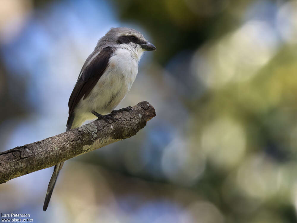 Mackinnon's Shrike female adult, identification