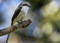 Mackinnon's Shrike