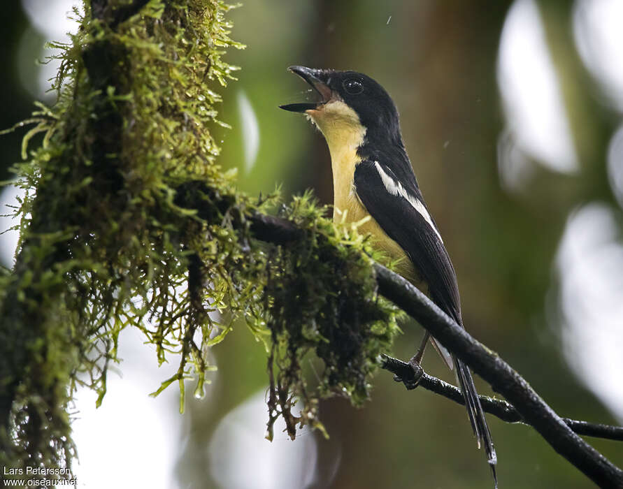 Pie-grièche de Sao Toméadulte nuptial, habitat, pigmentation, chant