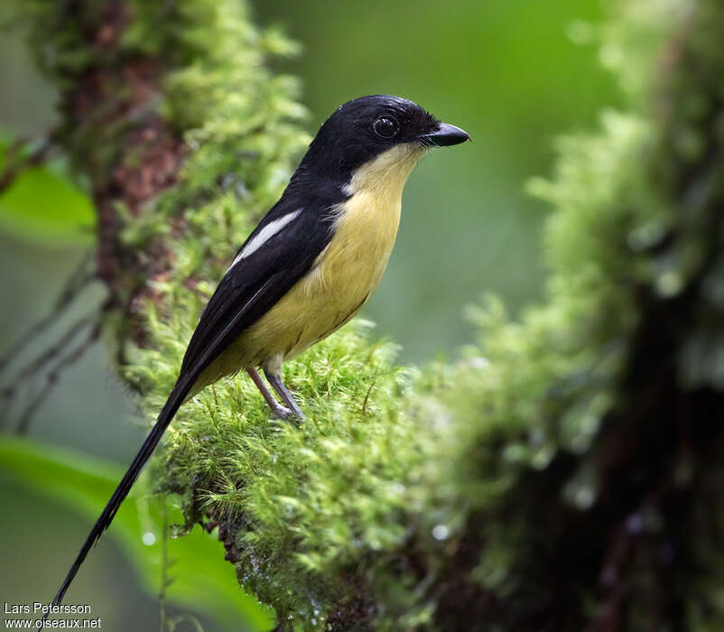 Pie-grièche de Sao Toméadulte, identification