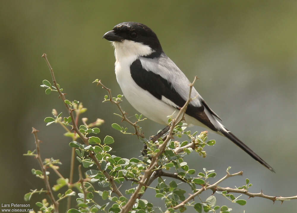 Pie-grièche des Teitaadulte, identification