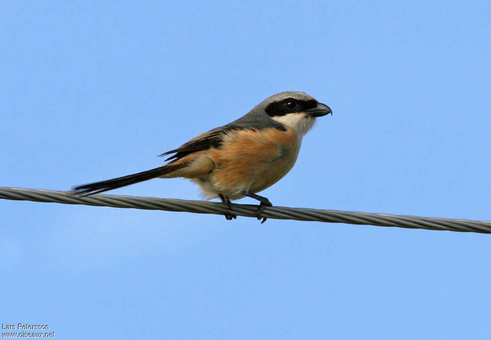 Grey-backed Shrikeadult, identification