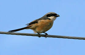 Grey-backed Shrike