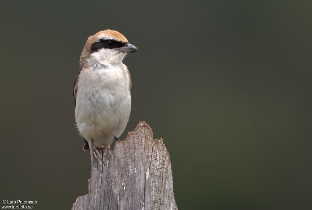 Red-tailed Shrike