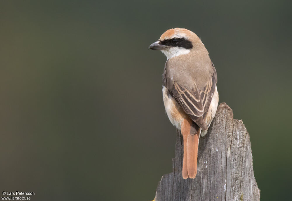 Red-tailed Shrike