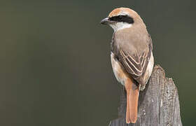 Red-tailed Shrike