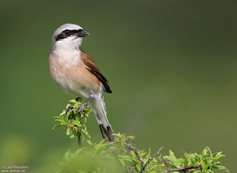 Red-backed Shrike