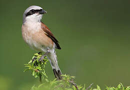 Red-backed Shrike