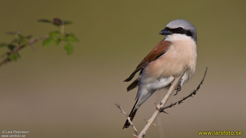 Red-backed Shrike