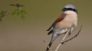 Red-backed Shrike